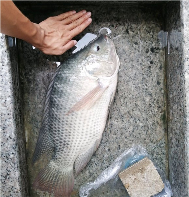 罗非鱼能长这么大三亚钓鱼人钓获巨型罗非鱼连起来比四个手掌还大
