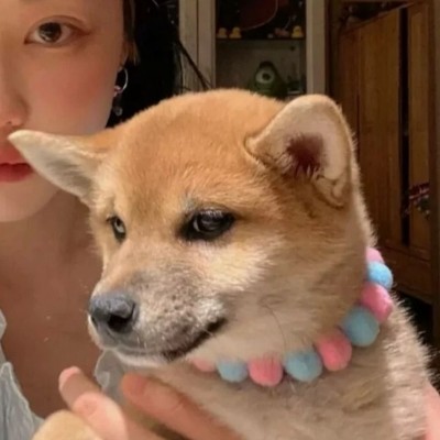 想当你怀里的猫情侣头像