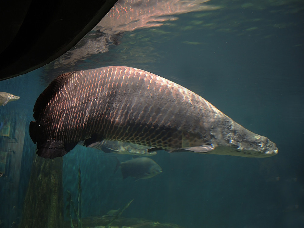 被科学家称为鱼界里最胆大的物种,最爱围在一起观赏人类