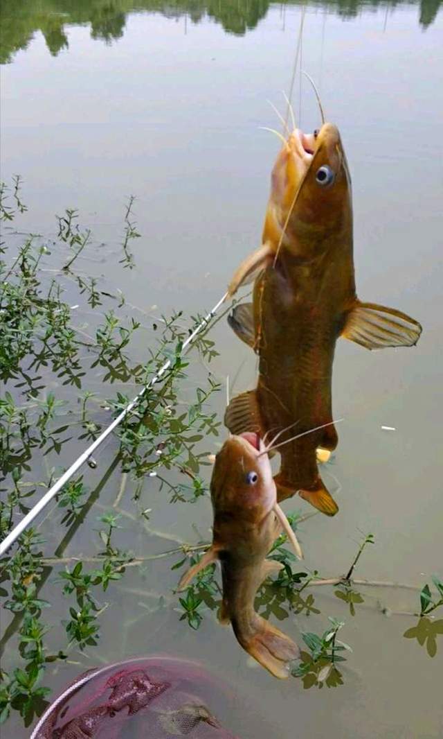 2,钓位选择技巧想要钓好黄鱼,除了天气这一因素之外,钓位的选择也十分