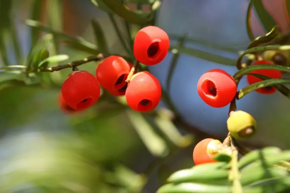 宁波植物|可爱的小红豆,是鸟儿的小甜点_腾讯新闻