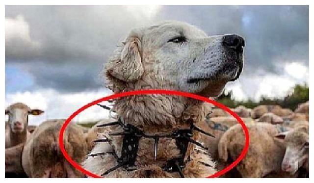 牧羊犬的"防狼项圈",为何让狼群害怕至极?古代游牧民族的智慧