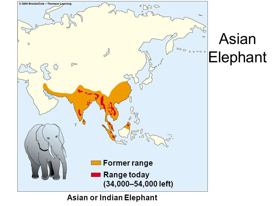 不过亚洲象体重仍然可达3-5吨,它们的栖息地包括印度,尼泊尔,斯里兰卡