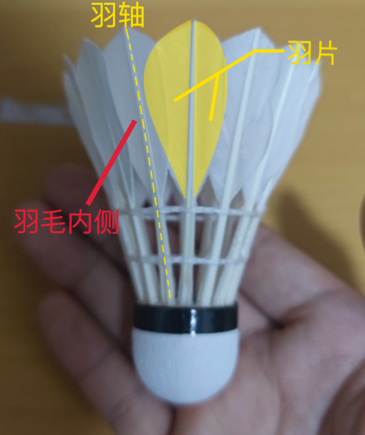 不管是鸭毛还是鹅毛,羽毛球上羽毛的结构都是相似的.