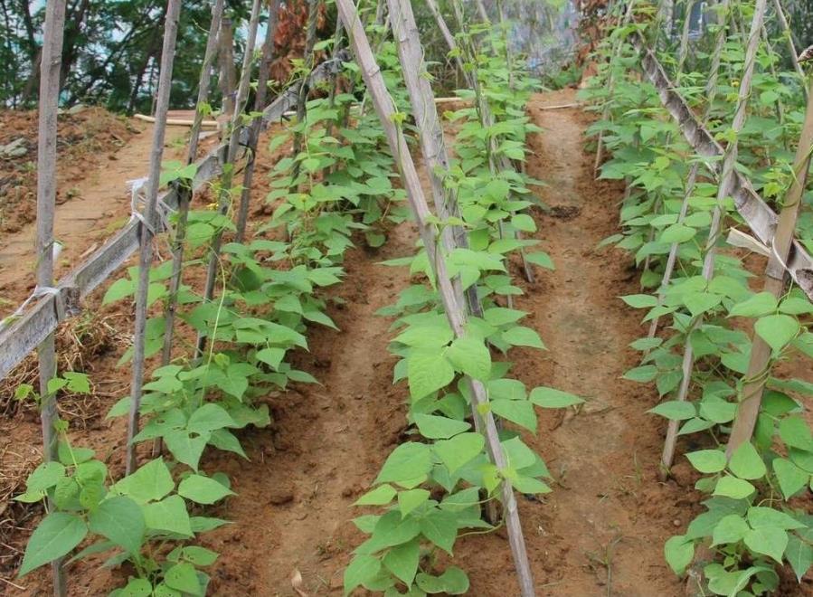 豆角为啥结一茬就不结了,用这4个方法改良,豆角一茬茬的不会完