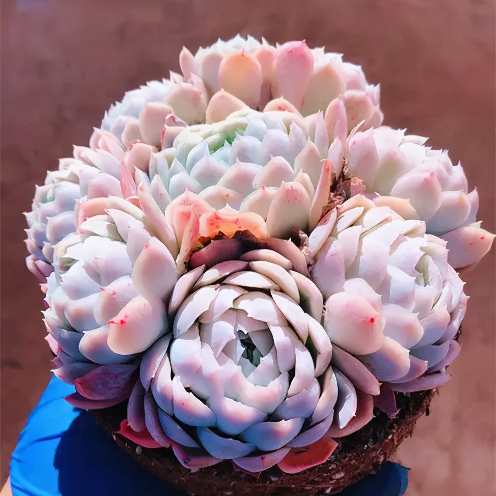 夏天养一株多肉冰莓,自带香味很皮实,掌握3点长势好,适合新手