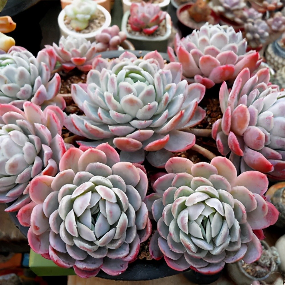 夏天养一株多肉冰莓,自带香味很皮实,掌握3点长势好,适合新手