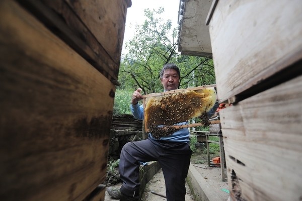 贵州的大型蜂场有哪些 贵州马蜂养殖基地都有哪些
