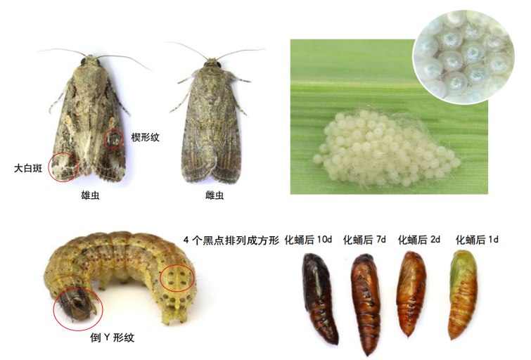 草地贪夜蛾危害巨大,幼虫给植物产量造成的损失可达10%~100%,当植株