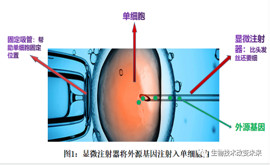 基因改造项目1显微注射法的原理及应用