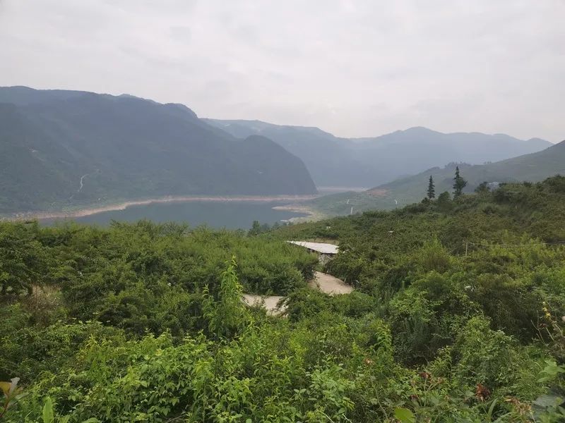 位于珠藏镇丰岩村方家寨村民组的瓮安县天盛种植专业合作社的70亩蜂糖