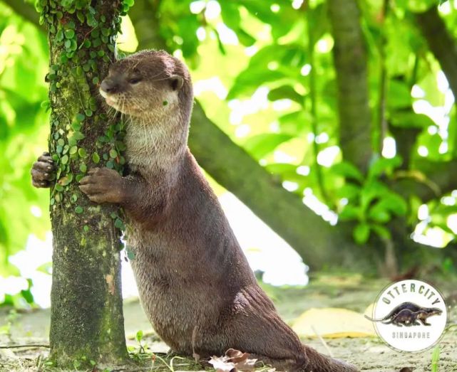 在新加坡你见过热恋中的水獭吗