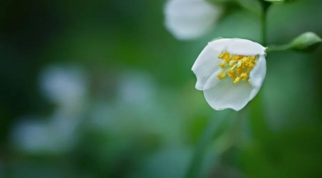 夜读丨半夏花开颜如玉 陌上流年清欢许