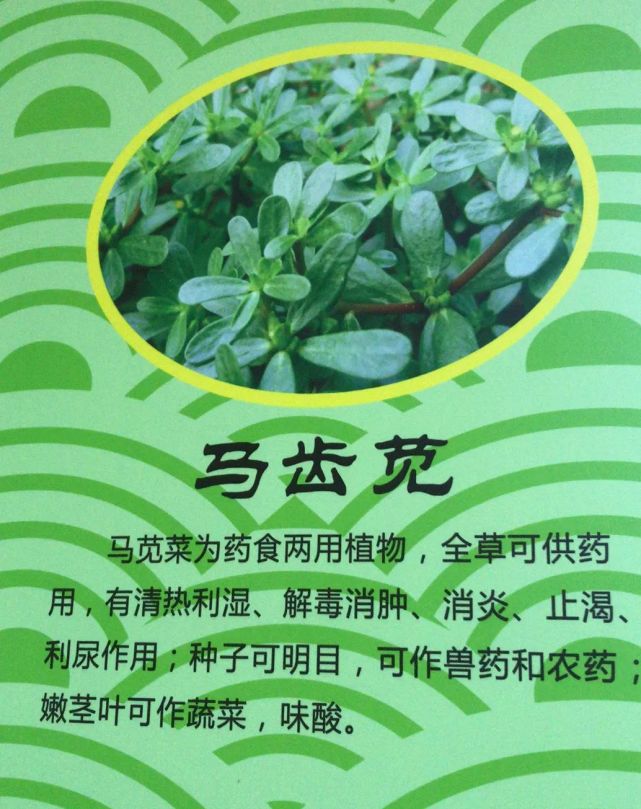 北海一女子吃鱼鳞草致急性肾衰医生食用方法不对