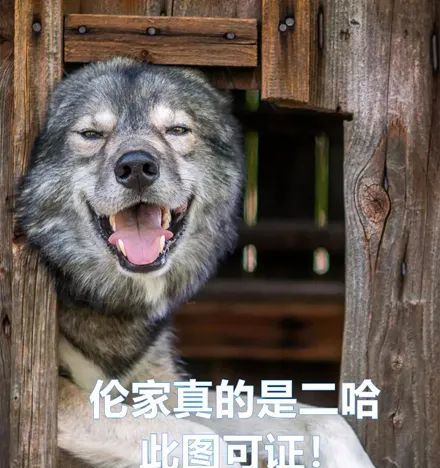 一只外表和狼99相似的哈士奇长得也太酷了吧帅到炸裂