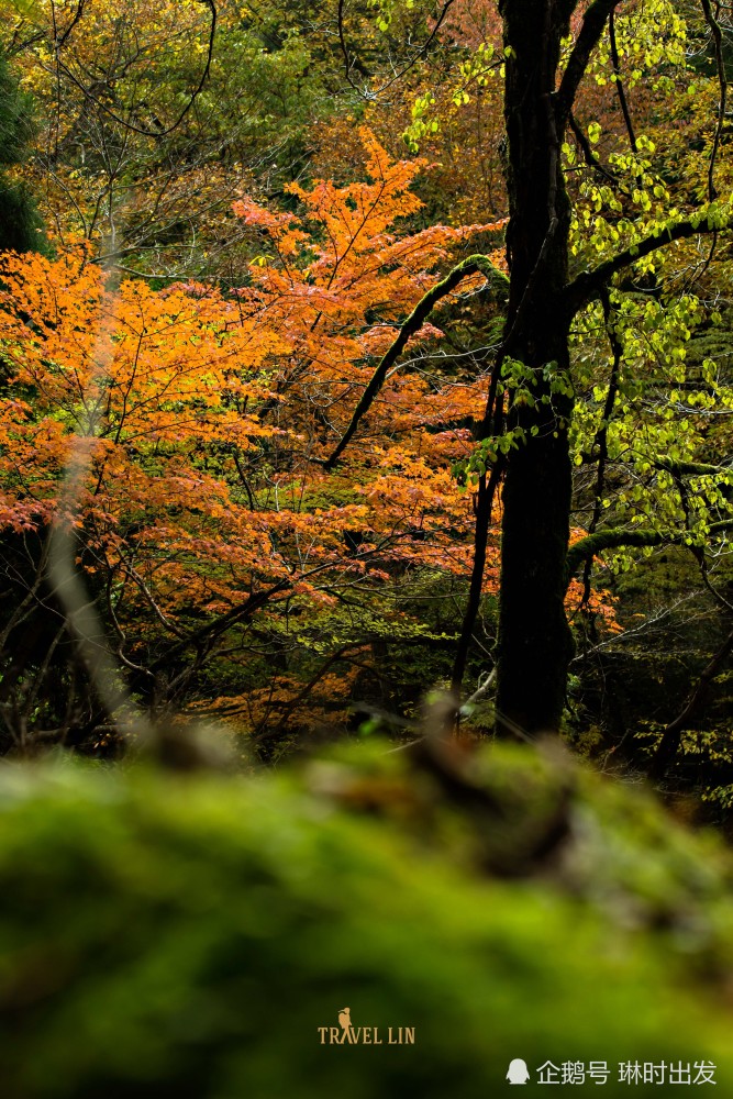 去日本四大名山之一的大山来一场徒步吧