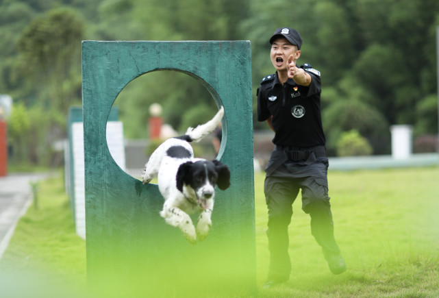 (圖片故事)緝毒犬