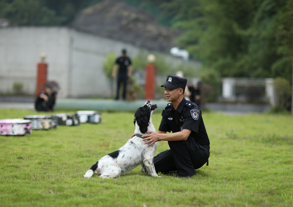 6月25日,在赤水市公安局警犬訓練基地,緝毒犬