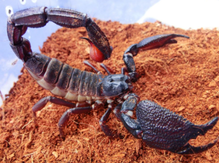 印度红蝎子被认为是世界上最致命的蝎子,虽然名字叫做红蝎子,但它们的