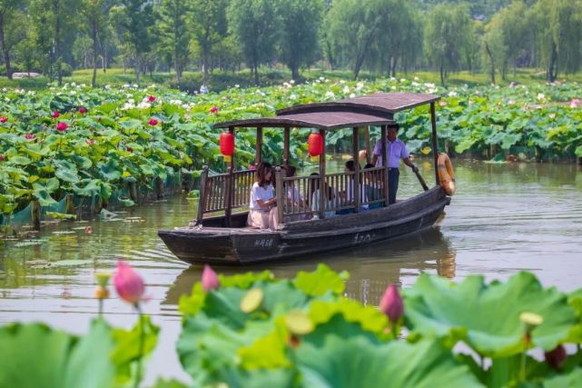 坐着摇橹船钻进4.6万方的大荷塘是种什么体验?