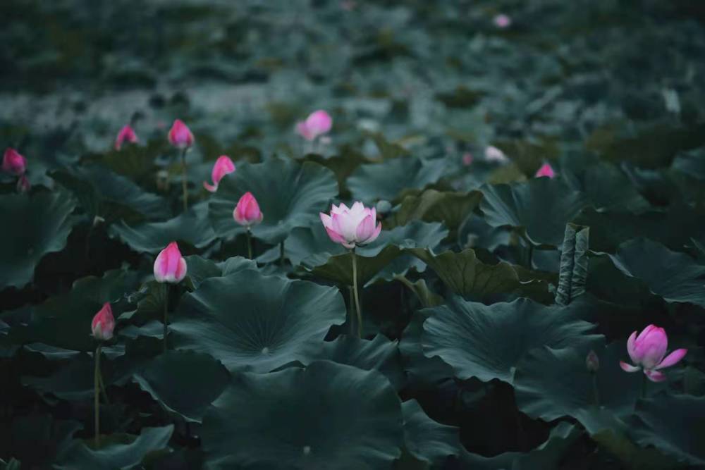 两寺渡公园的荷花,别样红!