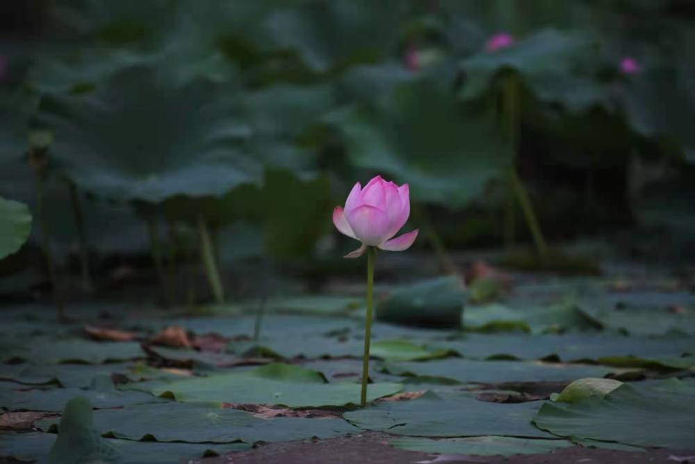 两寺渡公园的荷花,别样红!