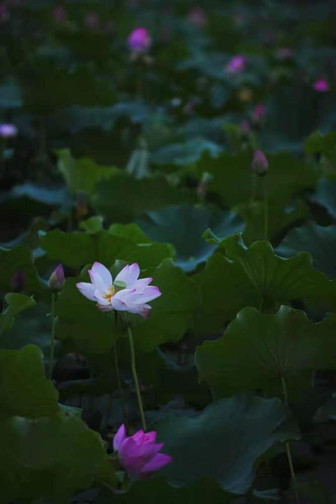 两寺渡公园的荷花,别样红!