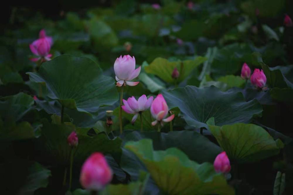 两寺渡公园的荷花,别样红!