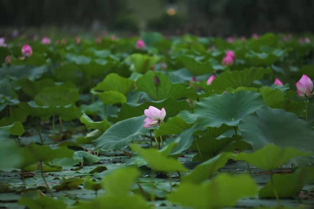 两寺渡公园的荷花,别样红!