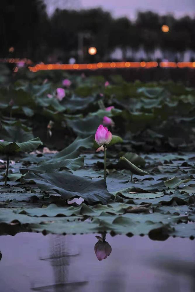 两寺渡公园的荷花,别样红!