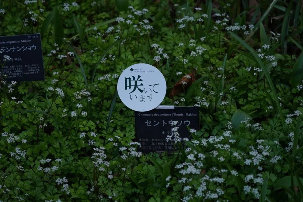 为了研究草木 他债台高筑 一生贫苦 终于成为了日本的 植物学之父 腾讯新闻