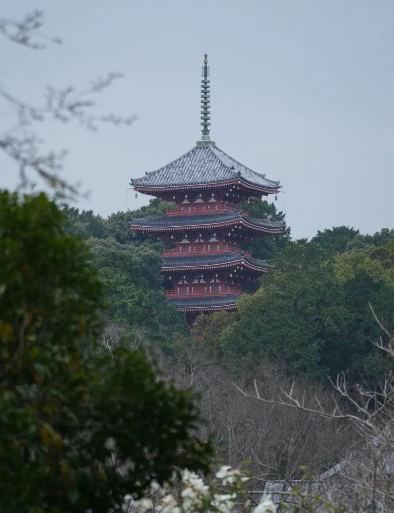 为了研究草木 他债台高筑 一生贫苦 终于成为了日本的 植物学之父 腾讯新闻