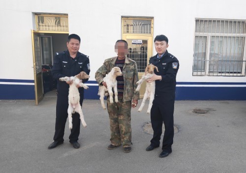 昌图八面城村民家中三只小羊丢失,两名嫌疑人被拘留