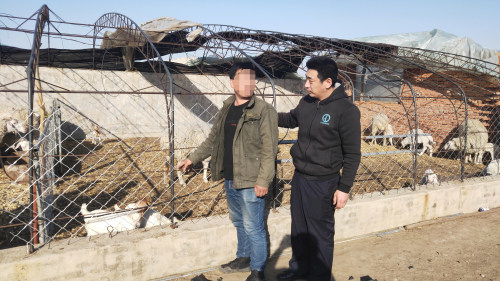 昌图八面城村民家中三只小羊丢失,两名嫌疑人被拘留