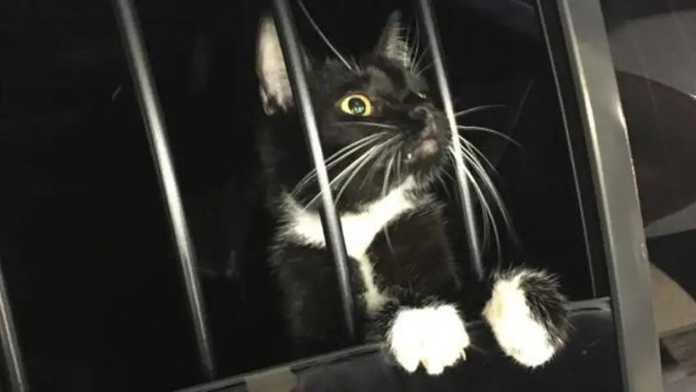 铁窗内的猫.图源:herz-fuer-tiere.