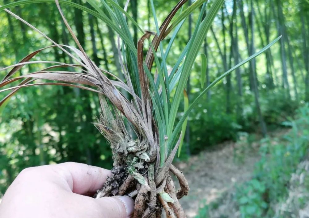 蘭花莖腐病和軟腐病發生後出現這種現象就可以處理花盆了