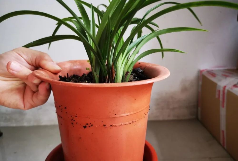 多菌灵浇根可以防止和治疗兰花烂根吗兰友常常这样做