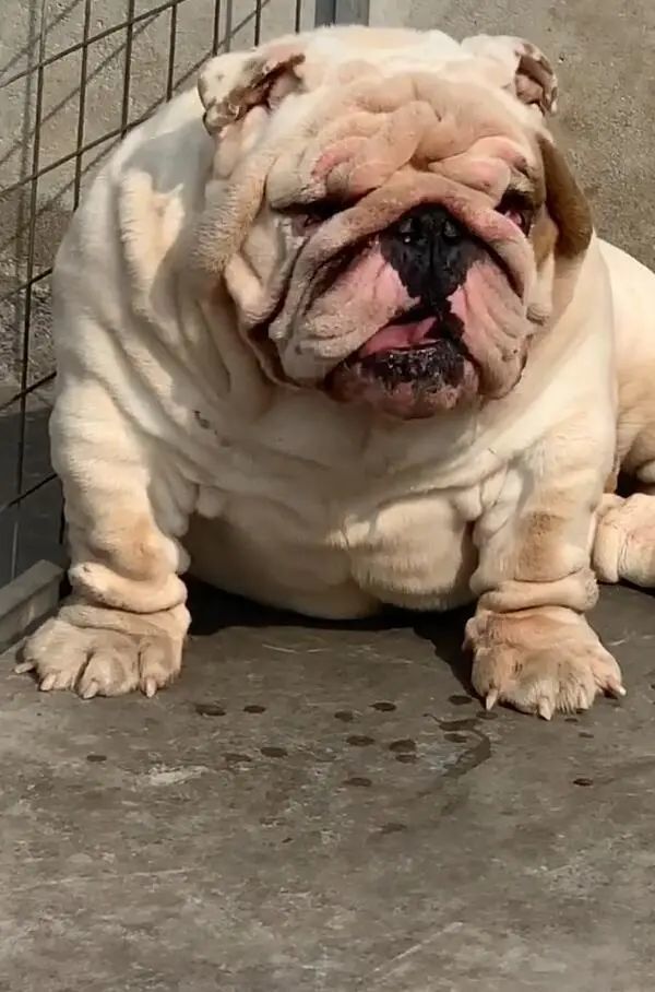 狗狗胖成一头猪身体肥硕走起路时让人心慌