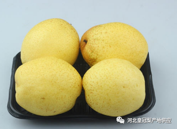 早采问题解决不了 雪花梨很可能将面临灭种之灾