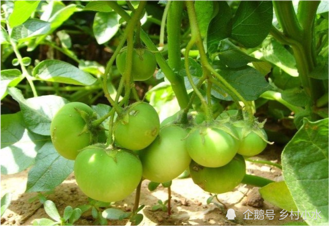 土豆开花不剪掉危害大?影响不仅仅是产量低,剪掉有啥好处?_腾讯新闻