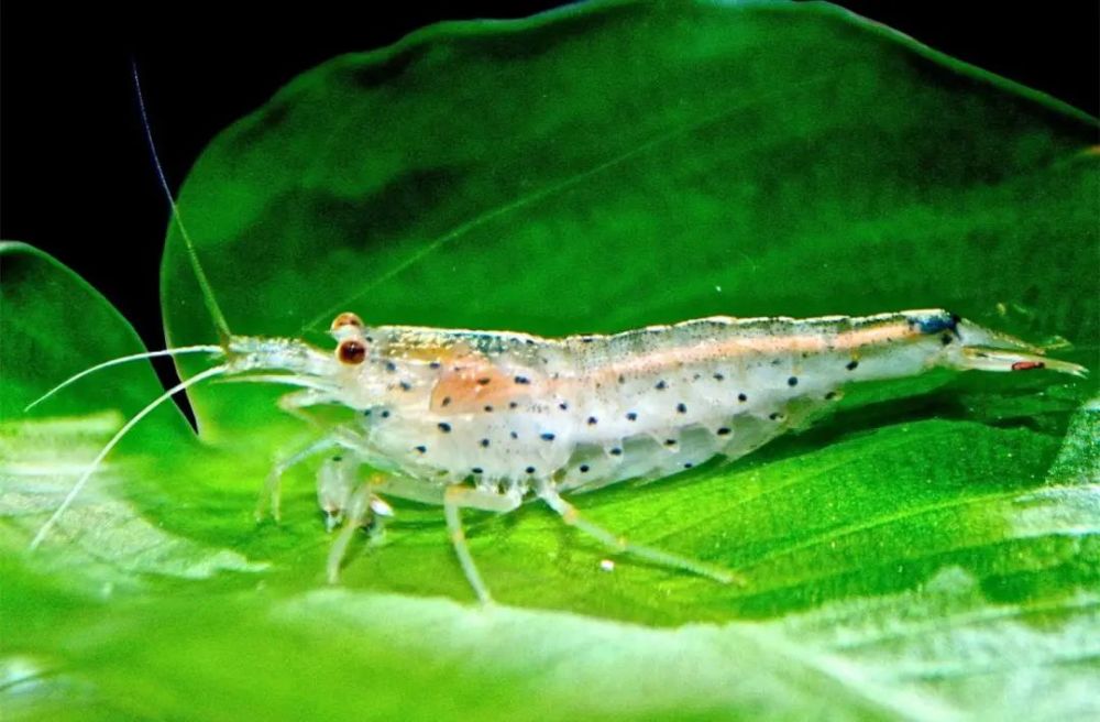 来认识一下除藻效率最高的草缸工具虾_腾讯新闻