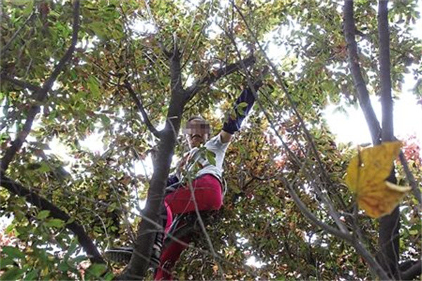 果实酷似樱桃城里路旁挂满树有人踩断树枝也要摘真好吃