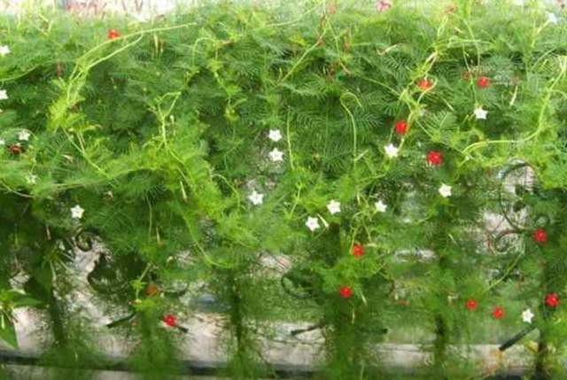 3种 爬墙 植物 种在院子里 就是天然 背景墙 漂亮又好养 腾讯新闻