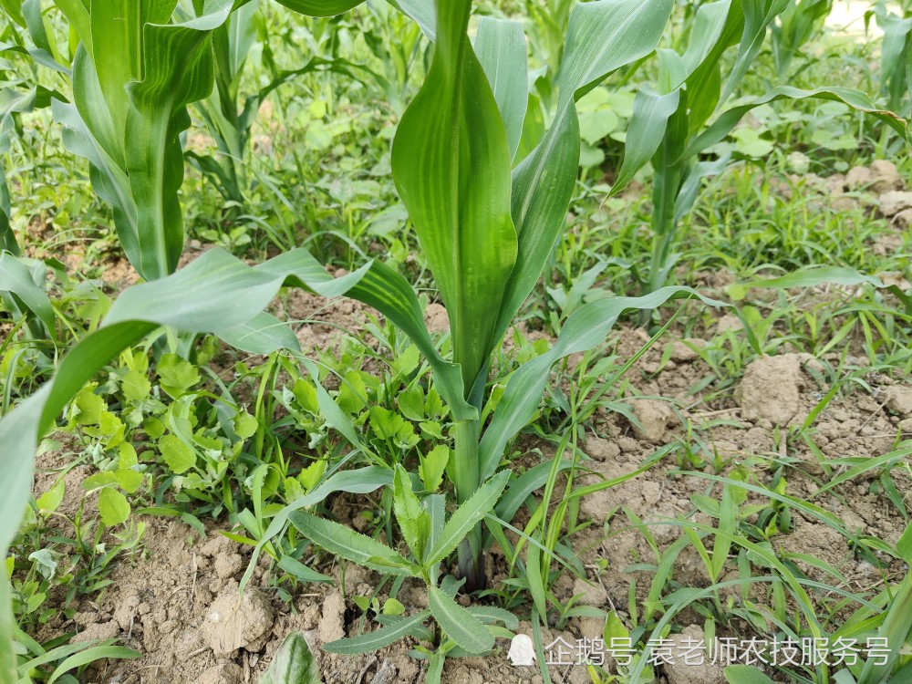 主要杂草玉米在我国种植范围广,不同地区杂草种类也不同,既有一年生