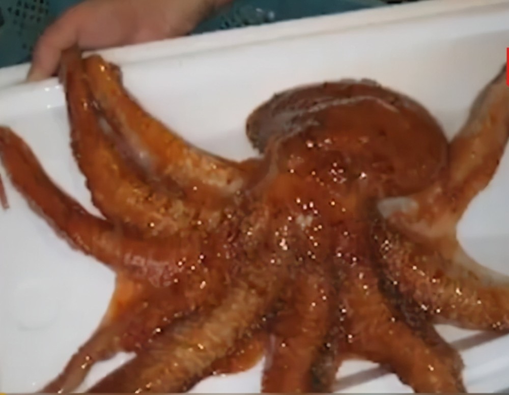 韩国泗川市渔民捕获32条腿生物,专家:可能是辐射变异