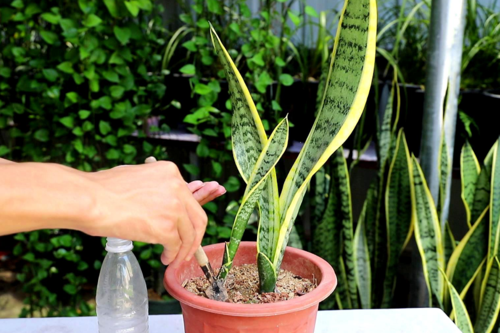 制作肥料养花后,是不是都意识到这样做的好处了,除了拿香蕉皮养花外