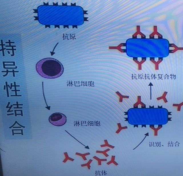 免疫系統反應更快,產 人體的三道防線是怎樣清除異己