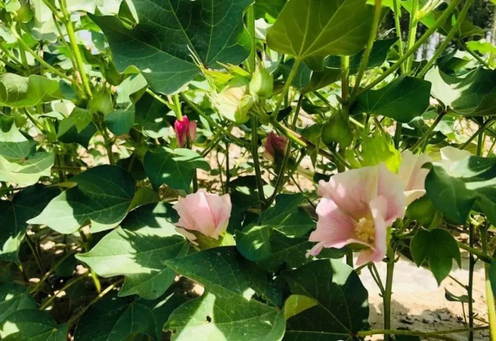 棉花初花期水与肥管理建议