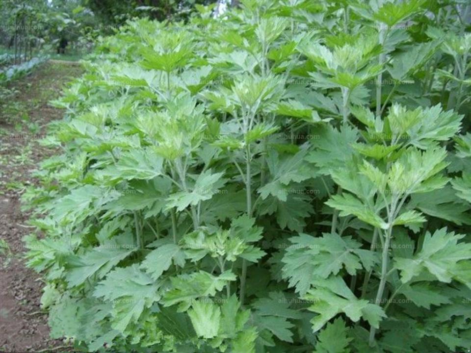 毒五月妙用艾叶来防病