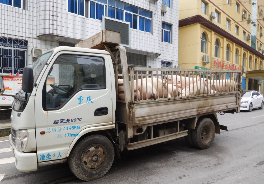 大型生猪专用运输车图片